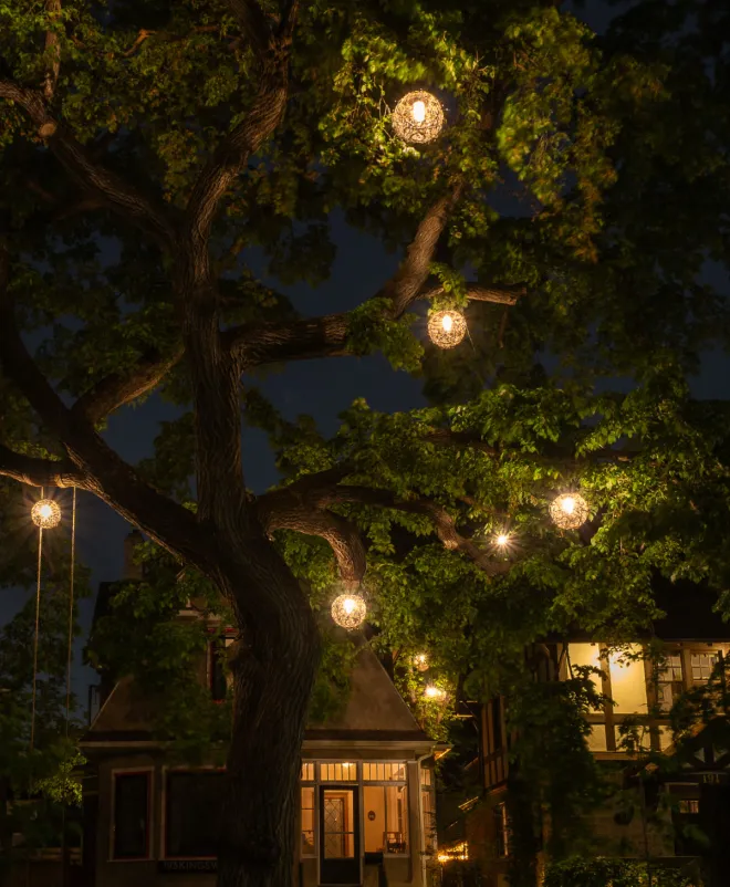 Warm hanging globe lights illuminating a large tree over a cozy residential street at night in Winnipeg.